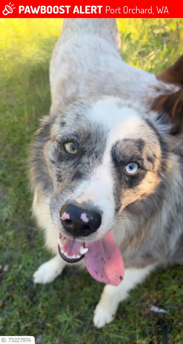Lost Male Dog last seen Julian rd, Port Orchard, WA 98367