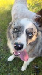 Lost Male Dog last seen Julian rd, Port Orchard, WA 98367