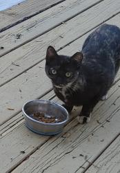 Lost Female Cat last seen Oak Lane and Pine Street, Fern Park, FL 32730
