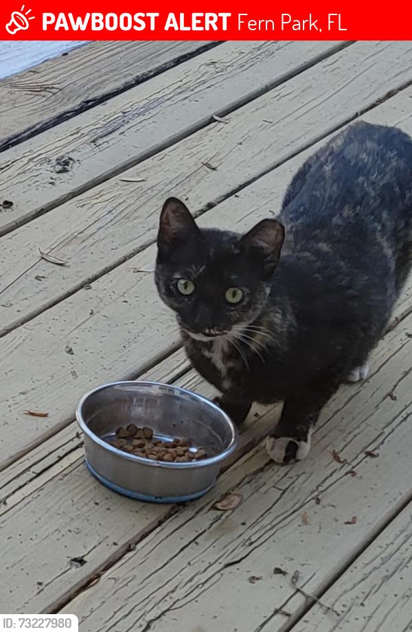 Lost Female Cat last seen Oak Lane and Pine Street, Fern Park, FL 32730