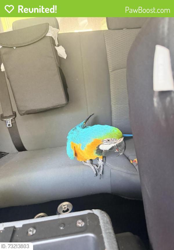 Reunited Female Bird last seen Near bellmont ave, Piney Green, NC 28544