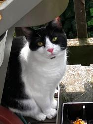 Lost Female Cat last seen Menlo Ave and Walnut Street by Paminos and Dunkin Donuts, Lynn, MA 01905