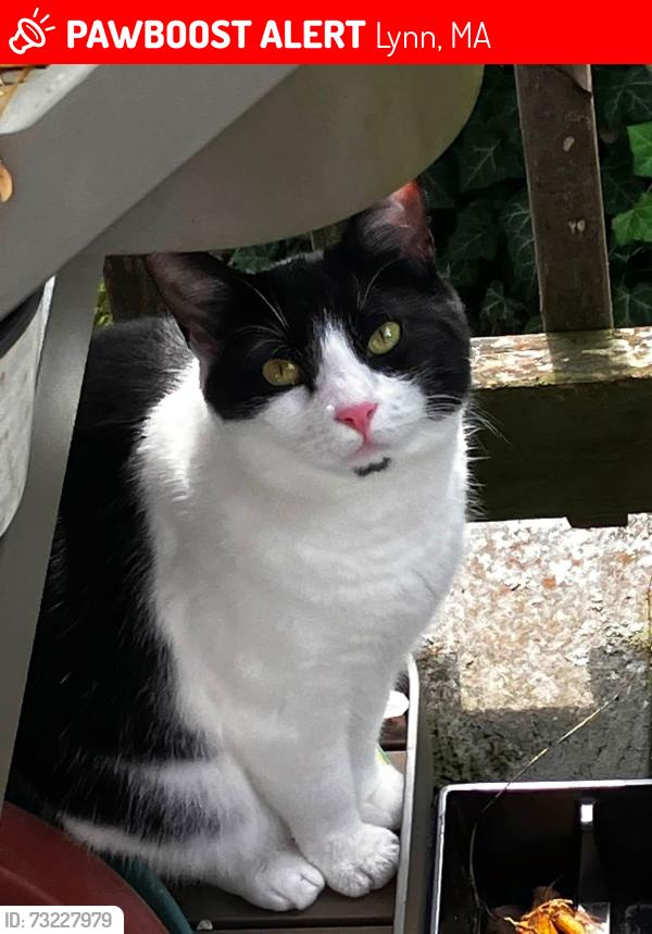 Lost Female Cat last seen Menlo Ave and Walnut Street by Paminos and Dunkin Donuts, Lynn, MA 01905