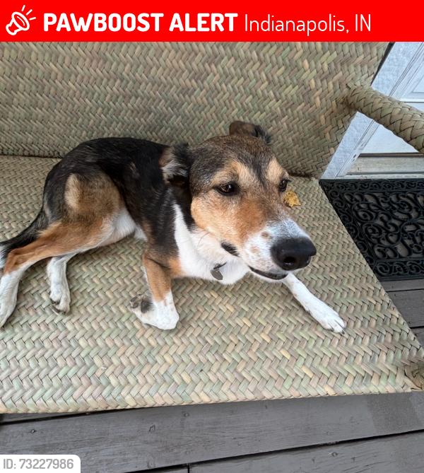 Lost Female Dog last seen 52nd & Meridian St., Indianapolis, IN 46208