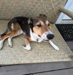 Lost Female Dog last seen 52nd & Meridian St., Indianapolis, IN 46208
