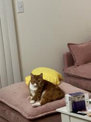 Lost Female Cat last seen buidling 17, Raleigh, NC 27613
