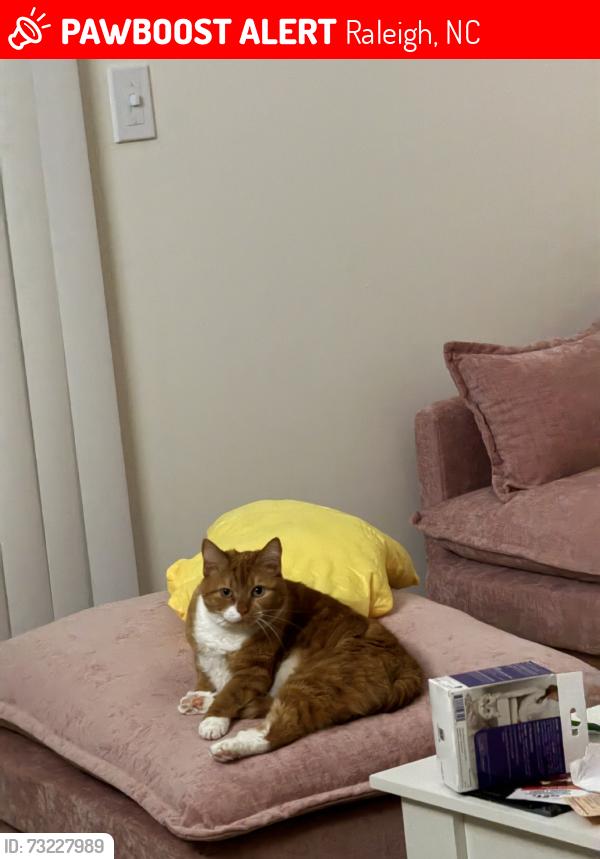 Lost Female Cat last seen buidling 17, Raleigh, NC 27613