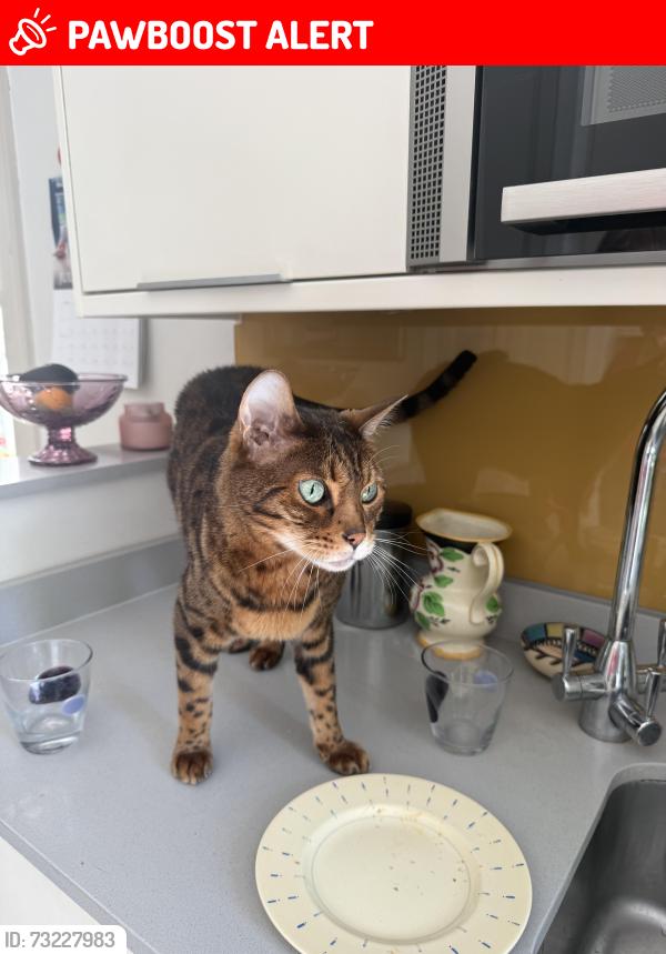 Lost Male Cat last seen Alacross Road, Greater London, England W5 4HT