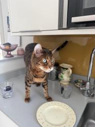Lost Male Cat last seen Alacross Road, Greater London, England W5 4HT