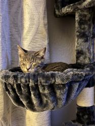 Reunited Female Cat last seen 118th & Norfolk, Commerce City, CO 80022