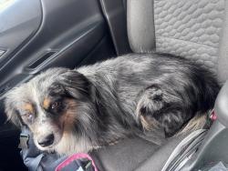 Found/Stray Male Dog last seen 21st and Amidon, Wichita, KS 67203