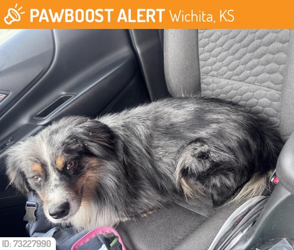 Found/Stray Male Dog last seen 21st and Amidon, Wichita, KS 67203