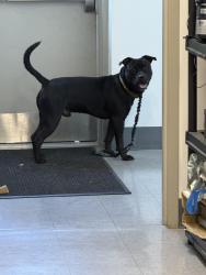 Found/Stray Male Dog last seen Orchard Street, Schenectady, NY 12303
