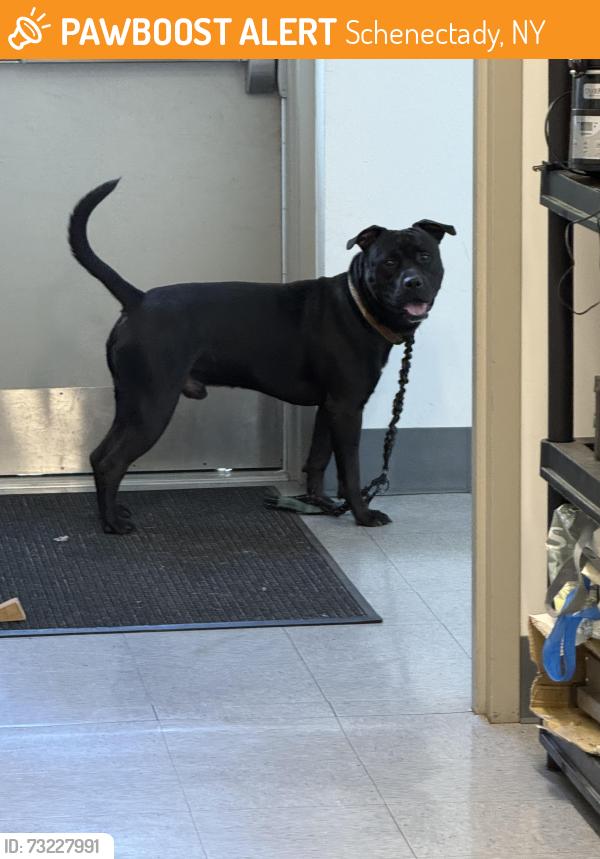 Found/Stray Male Dog last seen Orchard Street, Schenectady, NY 12303