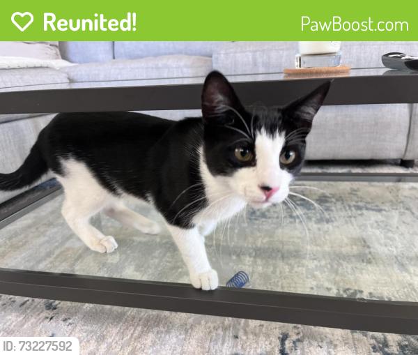 Reunited Unknown Cat last seen Redwood Ave and Virginia, Redwood City, CA 94062