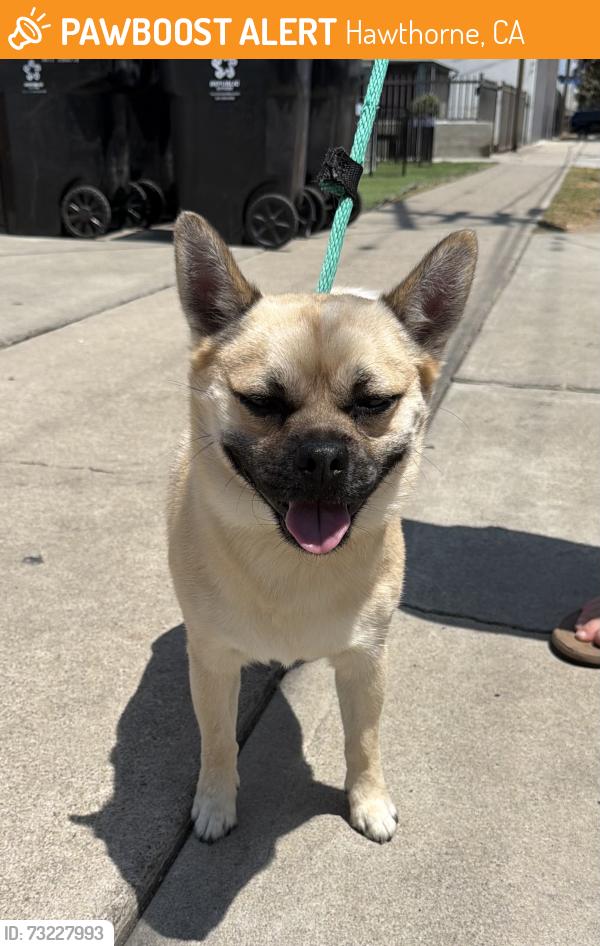 Found/Stray Male Dog last seen Near block of Inglewood Ave, Hawthorne, CA 90250