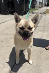 Found/Stray Male Dog last seen Near block of Inglewood Ave, Hawthorne, CA 90250