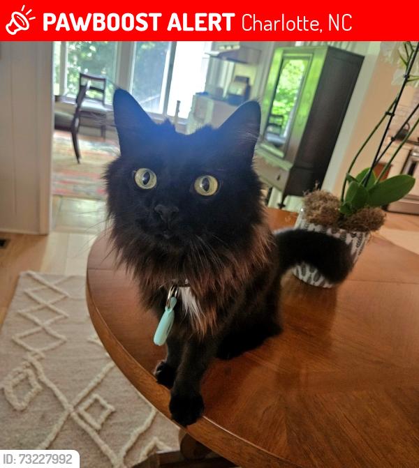 Lost Male Cat last seen Douglas Dr, Steeleberry Dr, Shopton Rd, Charlotte, NC 28217