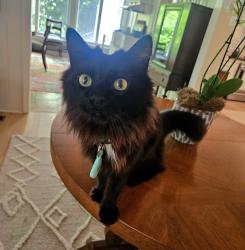 Lost Male Cat last seen Douglas Dr, Steeleberry Dr, Shopton Rd, Charlotte, NC 28217
