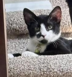 Lost Male Cat last seen S Kewaunee Ct and E Ottawa Dr, Aurora, CO 80016