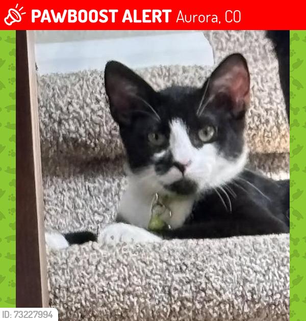 Lost Male Cat last seen S Kewaunee Ct and E Ottawa Dr, Aurora, CO 80016
