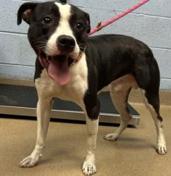 Shelter Stray Male Dog last seen , , GA, 3280 Chamblee Dunwoody Rd, Chamblee, GA 30341, USA