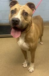 Shelter Stray Male Dog last seen Near Oakwood Village Lane, 30341, GA, 3280 Chamblee Dunwoody Rd, Chamblee, GA 30341, USA