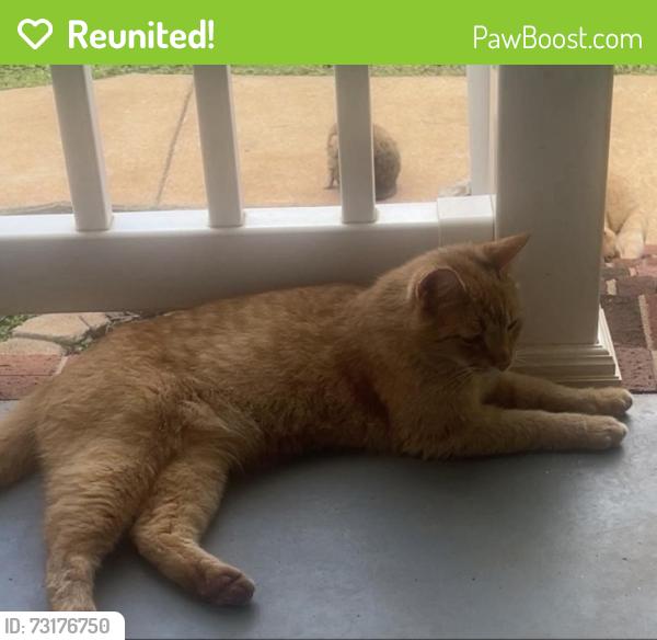 Reunited Male Cat last seen Hwy 9 and 292 near Victoria dr, Inman, SC 29349