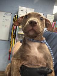 Shelter Stray Female Dog last seen Near N Decatur Rd Decatur, 30032, 30032, GA, 3280 Chamblee Dunwoody Rd, Chamblee, GA 30341, USA