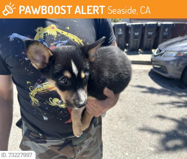 Rehomed Female Dog last seen Noche Buena, Seaside, CA 93955