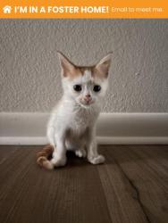 Shelter Stray Male Cat last seen Near Giles rd, 21225, MD, 2490 Giles Rd, Baltimore, MD 21225, USA