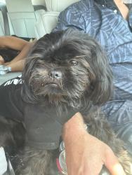 Reunited Male Dog last seen 70th street / Obispo, Paramount, CA 90723