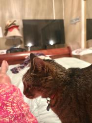 Reunited Female Cat last seen Sierra Madre/Boca way, Reno, NV 89502