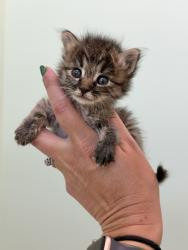 Shelter Stray Female Cat last seen Parc Villa Cir, Rancho Cordova, CA, 6201 Florin Perkins Rd, Sacramento, CA 95828, USA