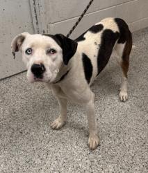 Shelter Stray Male Dog last seen Near Lawn, 64127, MO, 7077 Elmwood Ave, Kansas City, MO 64132, USA
