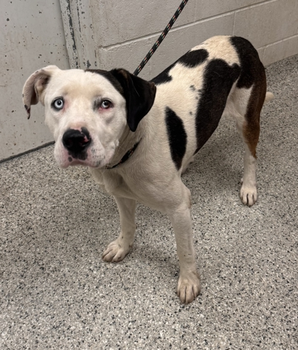 Shelter Stray Male Dog last seen Near Lawn, 64127, MO, 7077 Elmwood Ave, Kansas City, MO 64132, USA