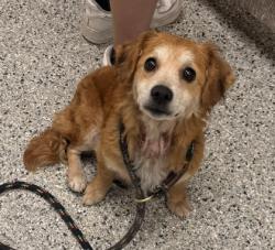 Shelter Stray Female Dog last seen E 28th St & Cypress Ave, KCMO, 64128, 64128, MO, 7077 Elmwood Ave, Kansas City, MO 64132, USA