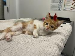 Shelter Stray Male Cat last seen Near E 34th Street, 64128, MO, 7077 Elmwood Ave, Kansas City, MO 64132, USA