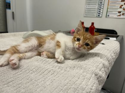 Shelter Stray Male Cat last seen Near E 34th Street, 64128, MO, 7077 Elmwood Ave, Kansas City, MO 64132, USA