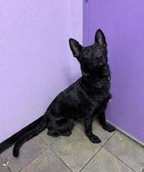 Shelter Stray Female Dog last seen Near EDGEMERE BLVD, EL PASO, TX, 79925, CITY of El Paso, TX, 5001 Fred Wilson Ave, El Paso, TX 79906, USA