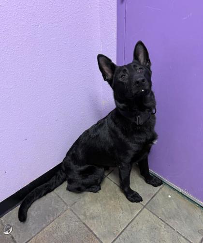 Shelter Stray Female Dog last seen Near EDGEMERE BLVD, EL PASO, TX, 79925, CITY of El Paso, TX, 5001 Fred Wilson Ave, El Paso, TX 79906, USA