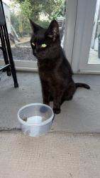 Found/Stray Unknown Cat last seen Walked through my back door, Southend-on-Sea, England 