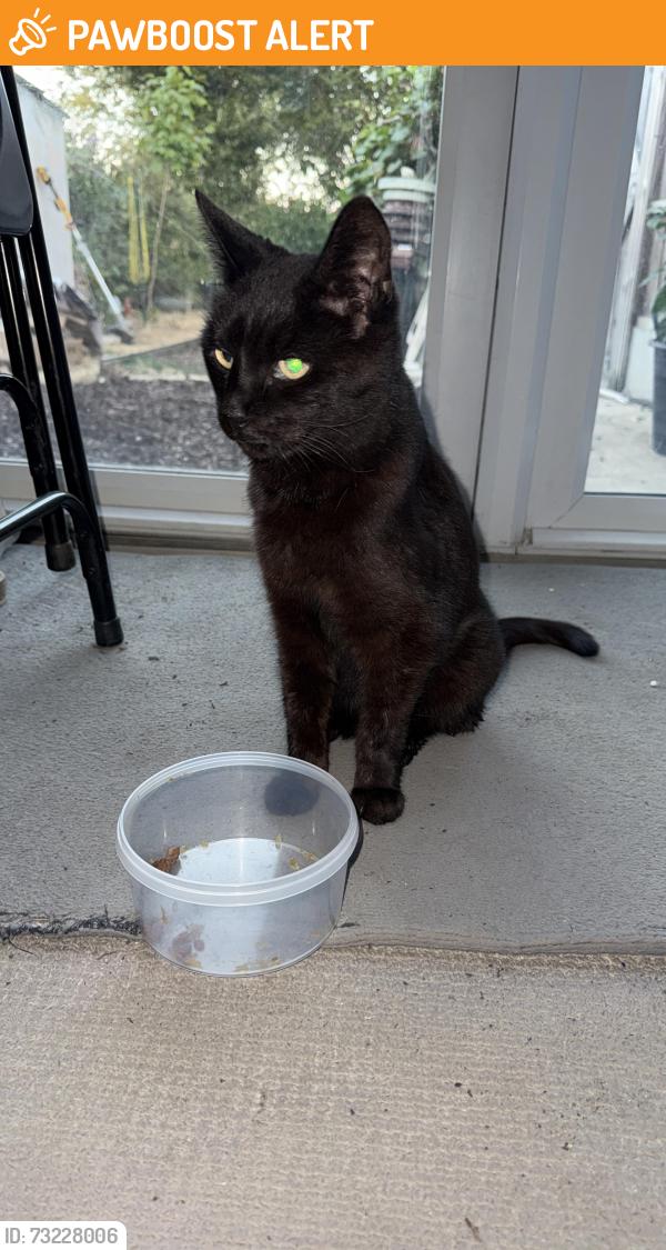 Found/Stray Unknown Cat last seen Walked through my back door, Southend-on-Sea, England 