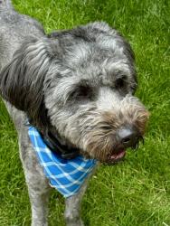 Reunited Unknown Dog last seen NW 31st & Quartz, Camas, WA 98607