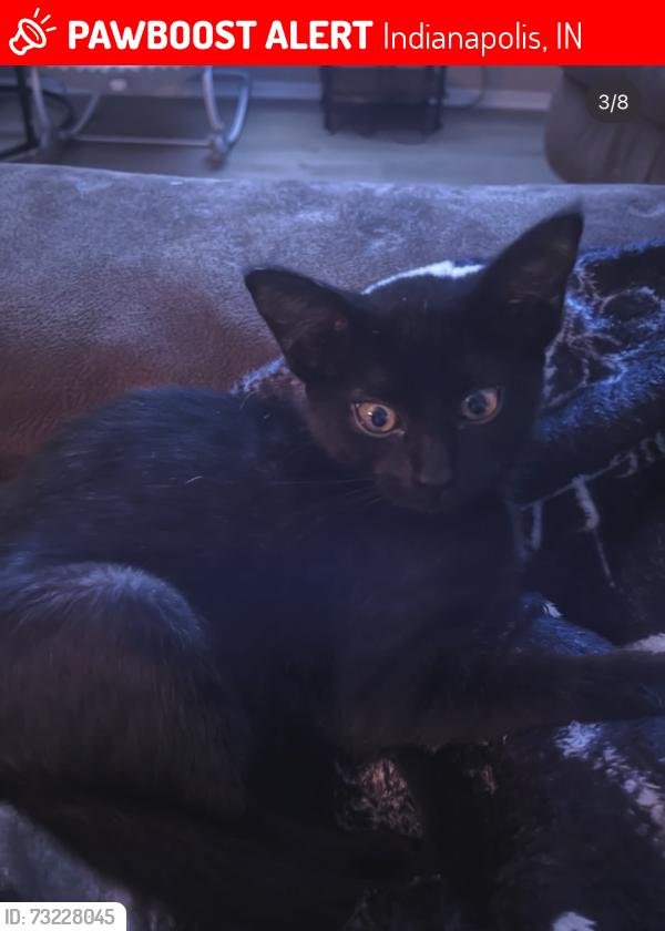 Lost Female Cat last seen S Lawndale Ave, Granner, Indianapolis, IN 46221
