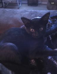 Lost Female Cat last seen S Lawndale Ave, Granner, Indianapolis, IN 46221