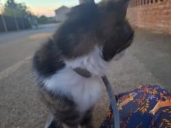 Found/Stray Unknown Cat last seen Near Beavers Cl, Guildford GU3 3BX, Surrey, England 