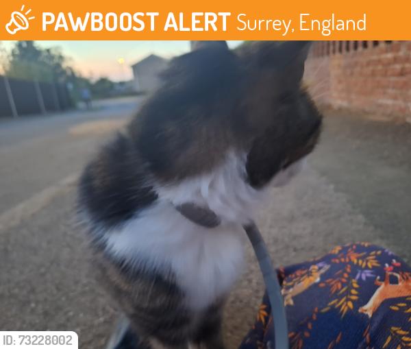 Found/Stray Unknown Cat last seen Near Beavers Cl, Guildford GU3 3BX, Surrey, England 