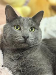 Lost Male Cat last seen Near s main st Salt Lake City, Salt Lake City, UT 84115