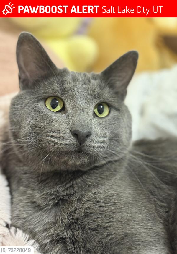 Lost Male Cat last seen Near s main st Salt Lake City, Salt Lake City, UT 84115